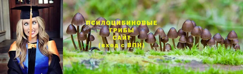 Галлюциногенные грибы Psilocybe  Агрыз 